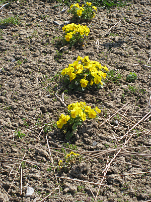 pansy unmulched